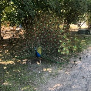 Meet your Posher, Courteney